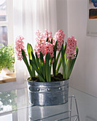 Hyacinthus orientalis