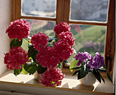 Hydrangea macrophylla