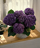 Hydrangea macrophylla