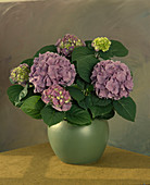 Hydrangea macrophylla