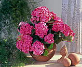 Hydrangea macrophylla