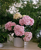 Hydrangea macrophylla