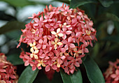 Ixora coccinea