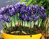 Iris reticulata