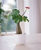 Jatropha podagrica