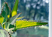 Kalanchoe Daigremontianum