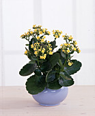 Kalanchoe blossfeldiana