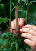 Delphinium (delphinium) tied to a stick