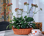 Kalanchoe 'Exotica'