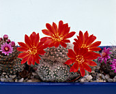 Rebutia-Hybride