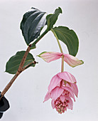 Medinilla Magnifica Blütenmakro
