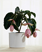 Medinilla magnifica