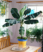 Musa acuminata, Selaginella als Unterpflanze
