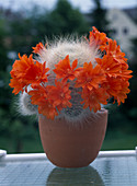 Rebutia - Hybride