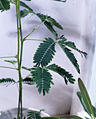 Mimosa pudica (Stir-fry, Mimosa)