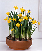 Narcissus 'Tete A Tete'