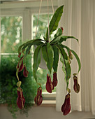 Nepenthes hybrid