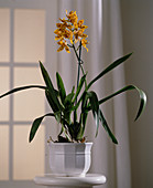 X Odontocidium