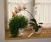 Phalaenopsis hybrid