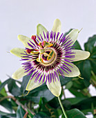 Passiflora