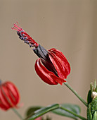 Pavonia multiflora