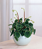 Peperomia caperata