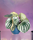 Peperomia argyreia