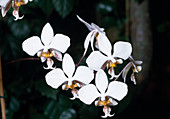 Phalaenopsis stuartiana