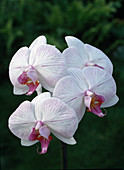 Phalaenopsis hybrid