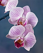 Phalaenopsis hybrid