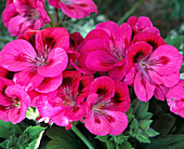 Pelargonium grandiflorum