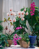 Phalaenopsis hybrid