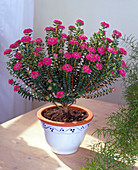 Pimelea hybrid