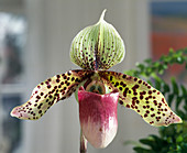 Paphiopedilum hybrid 'Graham Robertson'