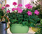 Pelargonium-Hybr. 'Wildlife Happy Pink'