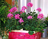 Pelargonium 'Wildlife Pink'
