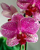 Phalaenopsis hybrids