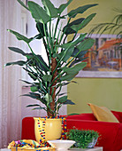 Philodendron 'Silver Queen',