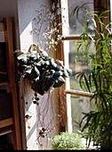 Saxifraga stolonifera (Hanging saxifrage)