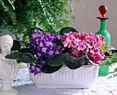 Saintpaulia ionantha (African violet)