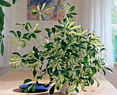 Schefflera arboricola