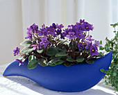 Saintpaulia ionantha (African violet)