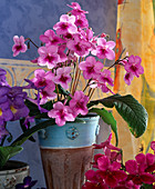 Streptocarpus 'Rosanna' (hybrid)