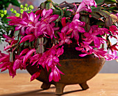 Schlumbergera