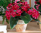 Streptocarpus-Hybr. 'Isa'