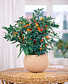 Pseudokapsel (Solanum pseudocapsicum)