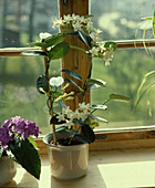 Stephanotis floribunda