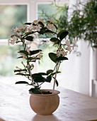 Stephanotis floribunda