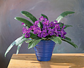 Streptocarpus hybride