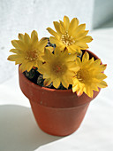 Sulcorebutia chrysantha